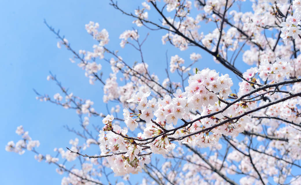 Allergia primaverile: sintomi e rimedi efficaci