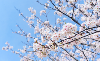 Allergia primaverile: sintomi e rimedi efficaci